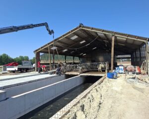 Construction workers and an excavator work on a cattle barn, with cows behind metal rails, concrete foundation, and clear blue sky.